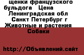 щенки французского бульдога › Цена ­ 50 000 - Ленинградская обл., Санкт-Петербург г. Животные и растения » Собаки   